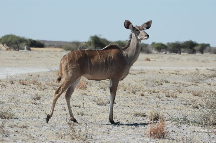 kudu